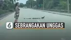 Ia rela turun dari kendaraan dan menghentikan kendaraan lainnya.