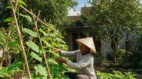 Teknik Menanam Timun Secara Rambat agar Buah Banyak dan Tidak Mudah Busuk