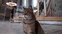 Kucing Gli merupakan penghuni Hagia Sophia yang cukup lama (Dok.Instagram/@hagiasophiacat/https://www.instagram.com/p/CCWHABDAgsc/Komarudin)