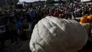 Sebuah labu sedang ditimbang saat perlombaan tahunan Safeway World Championship Pumpkin Weigh-Off yang ke-42 di Half Moon Bay, California, Senin (12/10/2015). Acara tahunan tersebut memperlombakan hasil panen berupa labu raksasa. (REUTERS/Stephen Lam)