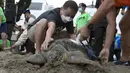 Relawan membantu melepaskan penyu Hijau (Chelonia mydas) menuju laut di pantai Kuta, Bali, Sabtu (8/1/2022). Dengan bantuan relawan, TNI AL melepaskan 32 penyu hijau yang mereka sita dalam upaya penyelundupan di perairan pulau wisata Desember 2021 lalu. (AP Photo/Firdia Lisnawati)