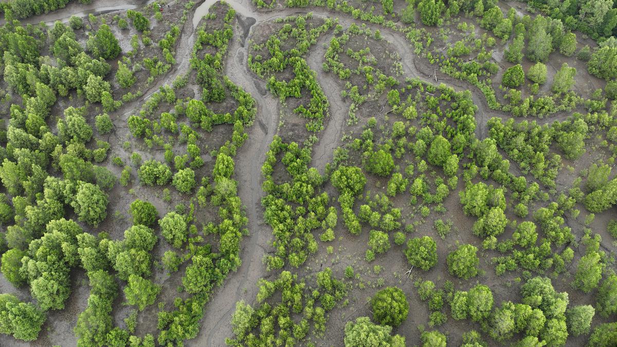 Indonesia Perkuat Rehabilitasi Mangrove Berbasis Ekologi