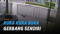 Terekam kamera cctv kura-kkura buka gerbang sendiri dan berkeliaran di pemukiman.