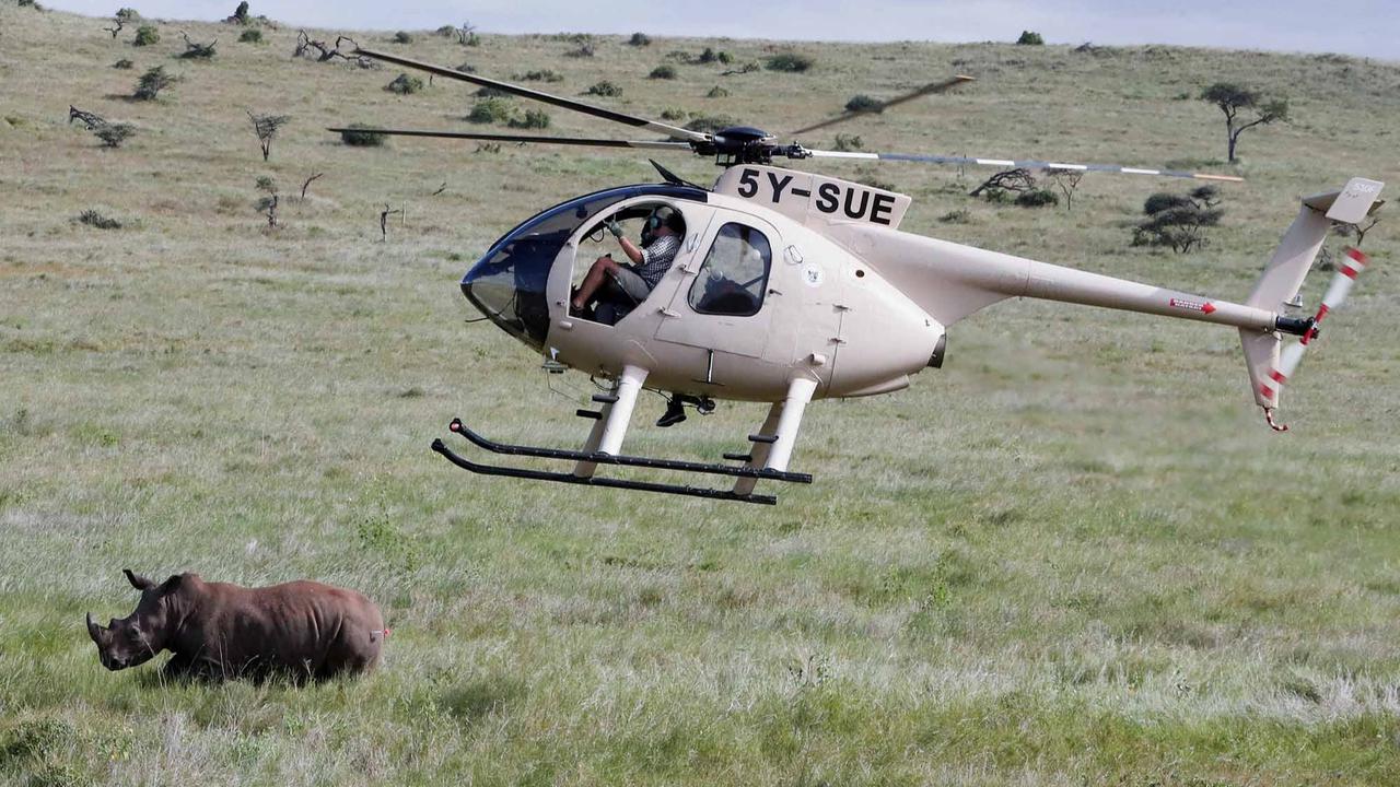 FOTO:  Melihat Penandaan Telinga Badak di Kawasan Konservasi Margasatwa Lewa Kenya