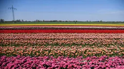 Pandangan udara terlihat ladang bunga tulip saat matahari bersinar di Korschenbroich, Jerman Barat (18/4). Negeri Belanda terkenal sebagai negeri bunga tulip. Tulip juga merupakan bunga nasional Iran dan Turki. (AFP Photo/Ina Fassbender)