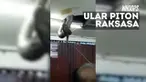 Beberapa orang pun berinisiatif menangkap ular raksasa itu hingga berhasil dievakuasi.