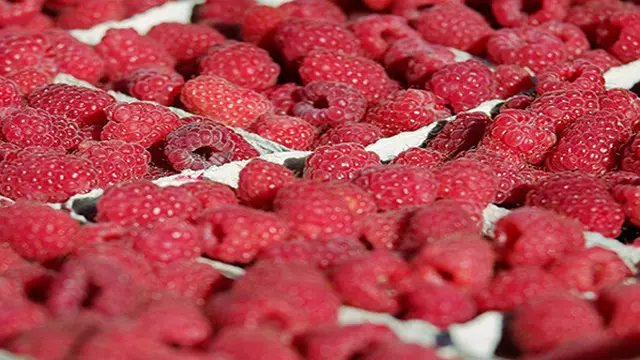 Ilustrasi buah raspberi