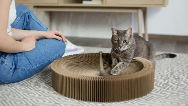 Cat Training