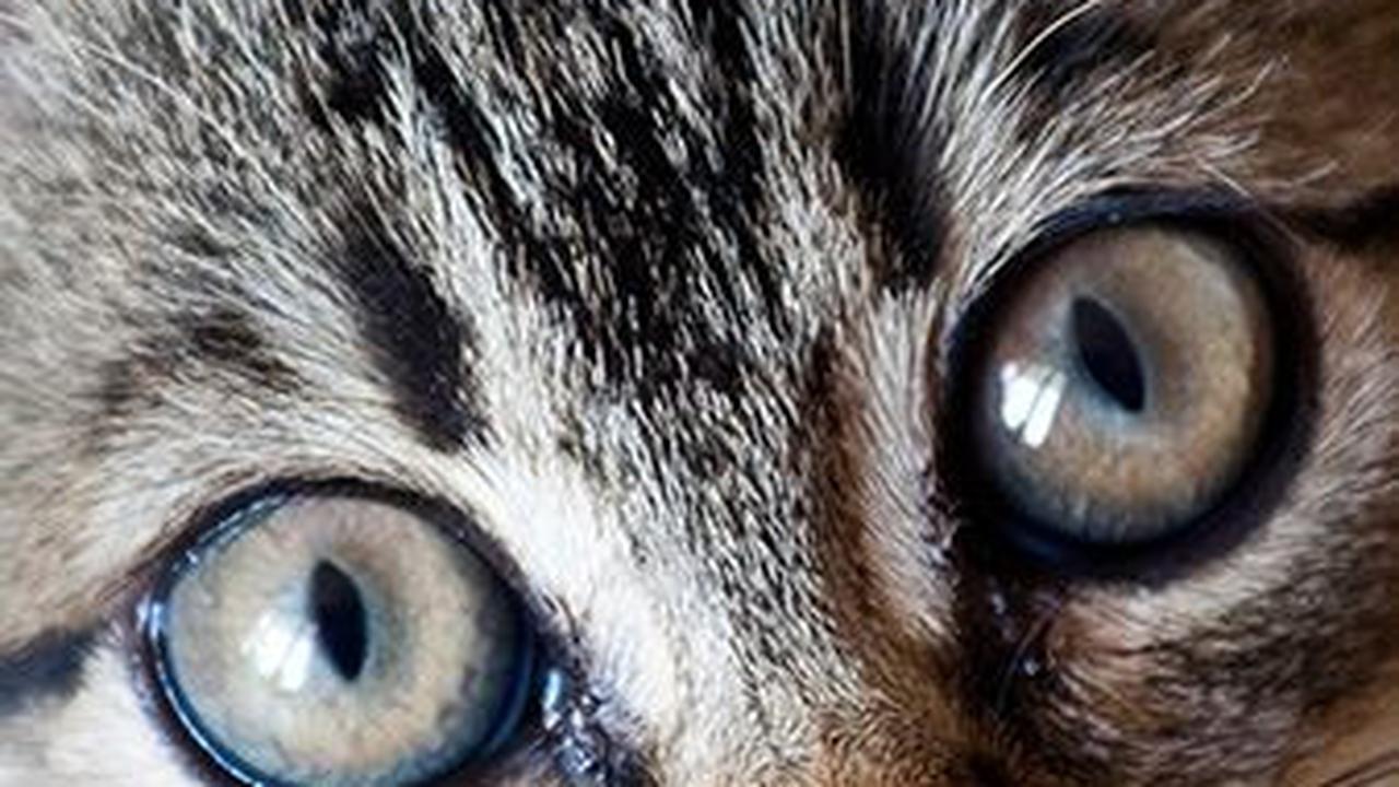 10. Apa bedanya kucing sama kucring?<br>Jawab: Kalau kucing kakinya empat, kalau kucring kakinya emprat<br>