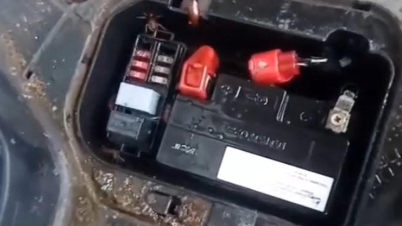 Niat Servis Motor, Pemuda Ini Terkejut Kendaraannya Jadi Sarang Kecoak dan Kelabang