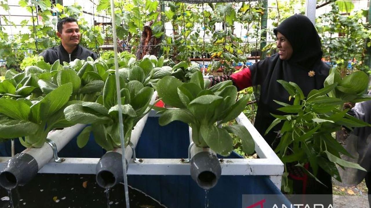 Inovasi Cerdas USK Aceh: Bagaimana Smart Feeder Akuaponik Dukung Ketahanan Pangan Kota?