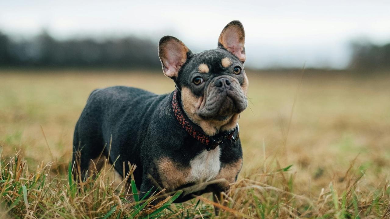 French Bulldog