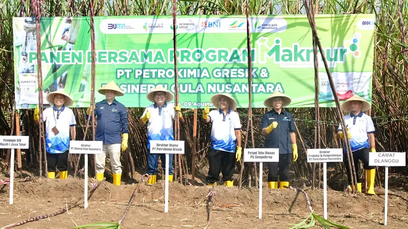 PT Pupuk Indonesia (Persero) berkolaborasi dengan PT Perkebunan Nusantara (PTPN) III (Persero) Holding berhasil meningkatkan produktivitas tebu di Mojokerto,