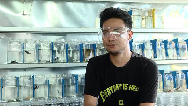 Reza Smash ternak ikan cupang