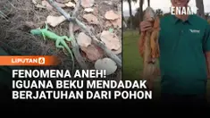 Hal aneh terjadi di Miami, Florida, Amerika Serikat pada awal Februari ini. Iguana beku berjatuhan dari pohon akibat suhu terdingin di Florida dalam 35 tahun terakhir.