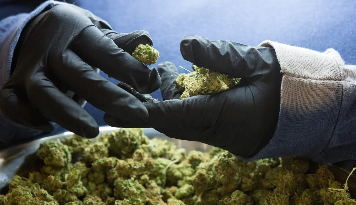 Pekerja memeriksa bunga ganja medis di Tweed INC., Smith Falls, Ontario, Kanada (5/12). Tweed INC. merupakan salah satu lokasi budi daya ganja medis terbesar di Kanada. (AFP Photo/Lars Hagberg)