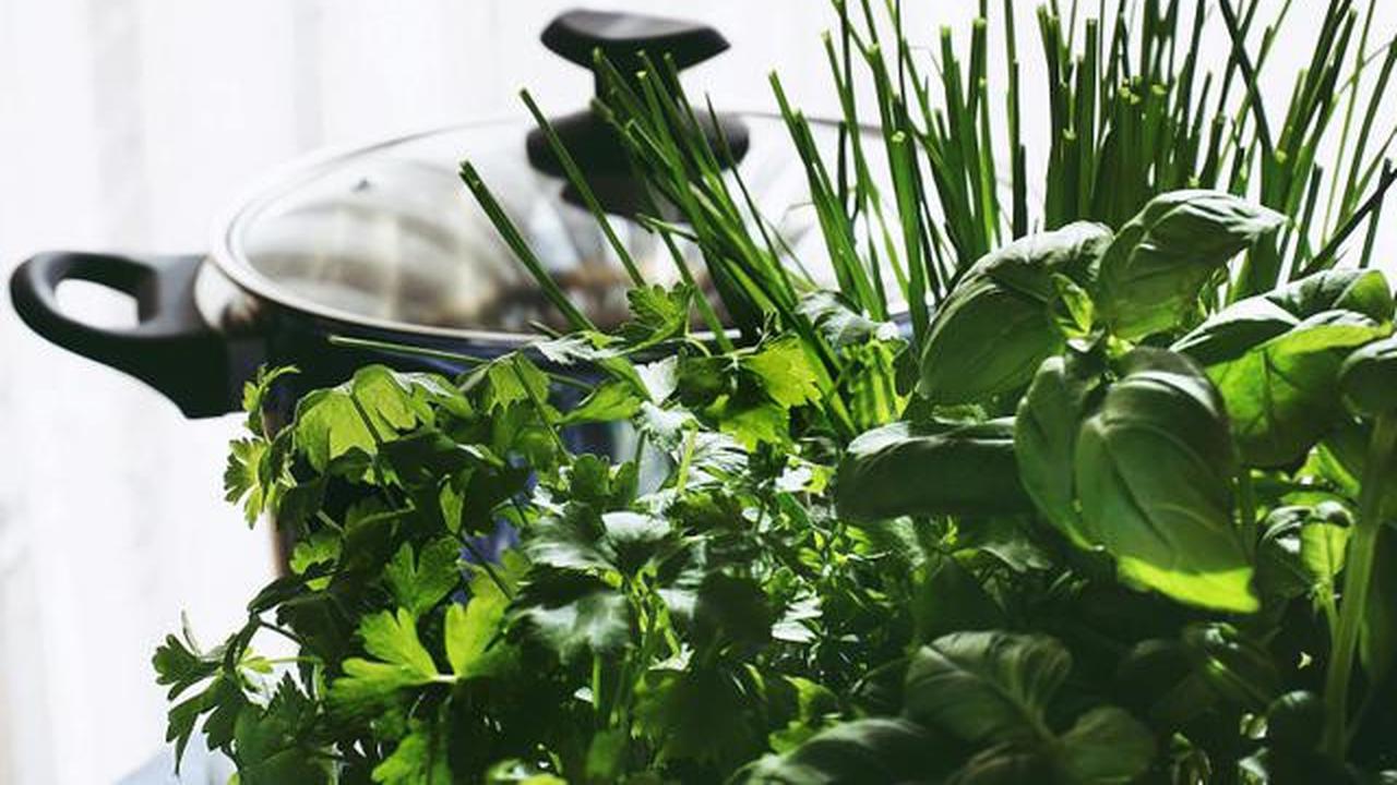 Rebusan basil penurun berat badan