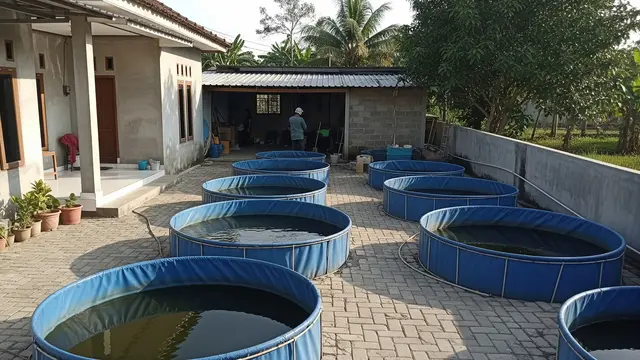 Cara Budidaya Lele di Halaman Full Cor