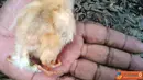 Citizen6, Magelang: Ayam menetas dengan jumlah kaki empat, di Dusun Grogol, Desa Payaman, Kecamatan Secang, Kabupaten Magelang, Provinsi Jawa Tengah, Indonesia. (Pengirim: Niken)