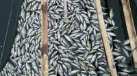 Fenomena alam yang menyebabkan ikan mati massal disebut para petani keramba di Waduk Jatiluhur, Kabupaten Purwakarta, Jabar, dengan istilah umbalan. (Liputan6.com/Abramena)