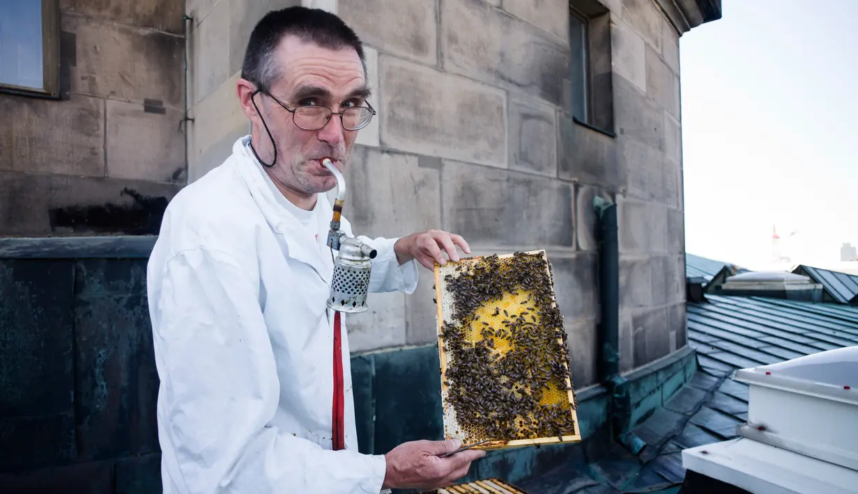 Peternak lebah, Uwe Marth menunjukkan sarang lebah madu yang diproduksi di atap Katedral Berlin di Berlin, 14 Mei 2018. Seseorang tidak akan mengira kalau ibu kota Jerman itu adalah lokasi ideal untuk beternak lebah dan produksi madu (AP/Markus Schreiber)