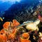 Top 3 Berita Hari Ini: Kata Kemenpar soal Turis China Diduga Berburu Penyu di Raja Ampat