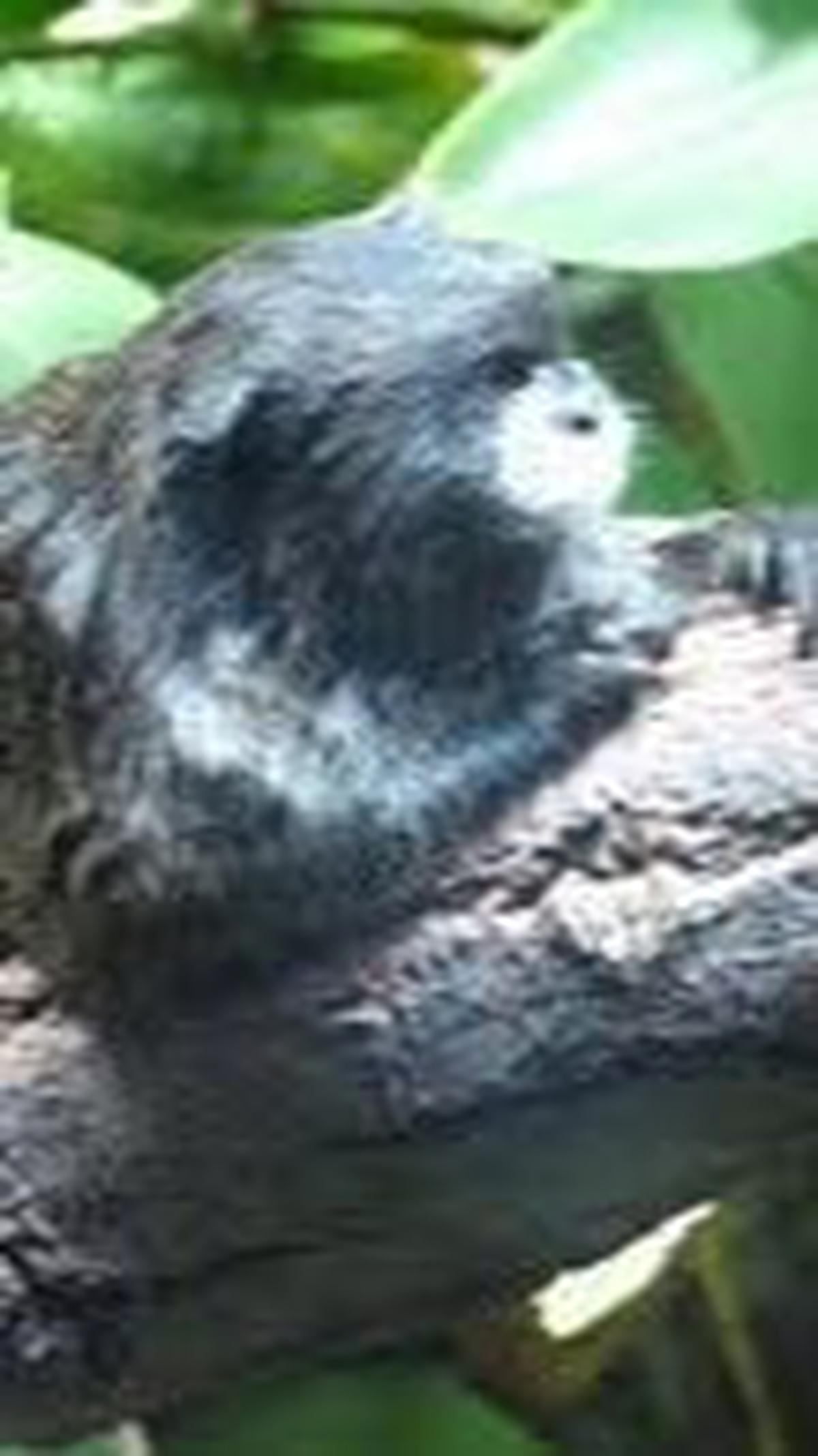 5. Tamarin Graells<br>