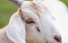 Viral Video Kambing Diajak Jalan-Jalan ke Mal, Aksinya Curi Perhatian