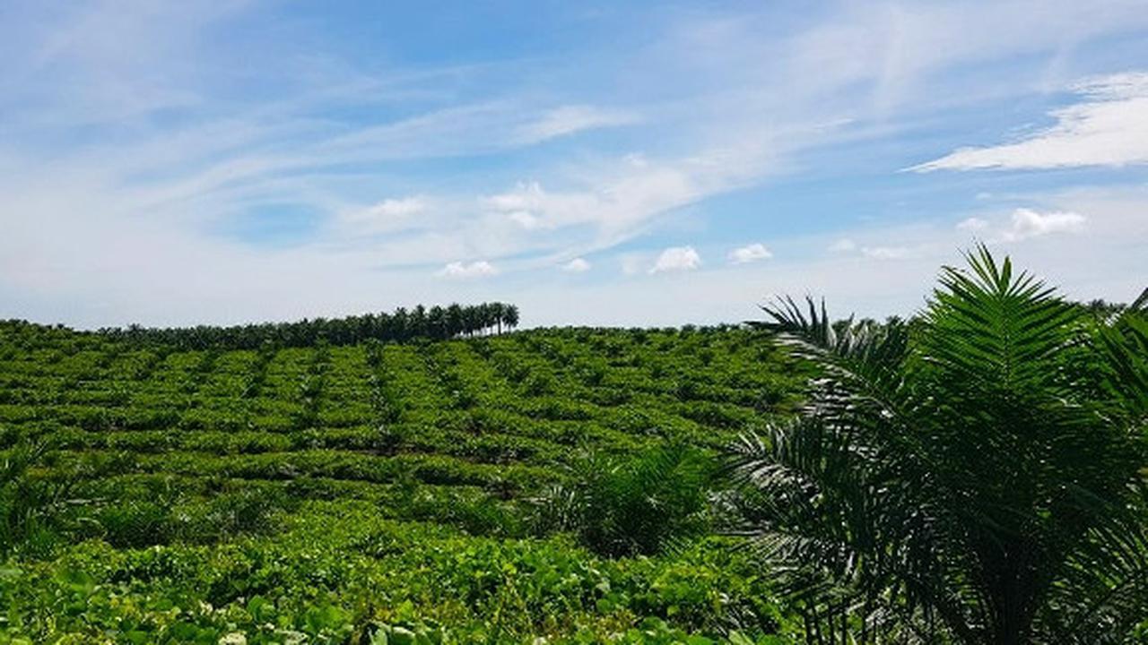 PT Agrinas Palma Nusantara Janji Tak Ada PHK Setelah 221.000 Hektar Lahan Sawit Diambilalih