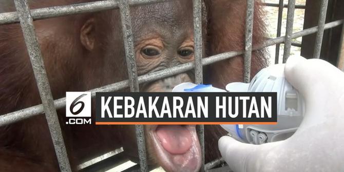 VIDEO: 34 Orang Utan Terserang ISPA Akibat Kebakaran Hutan