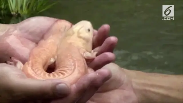 Seorang pria menemukan salamander emas di sebuah sungai. Salamander emas adalah spesies yang dilindungi di China.