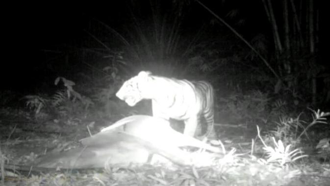 Camera trap merekam harimau sedang memangsa hewan ternak milik warga
