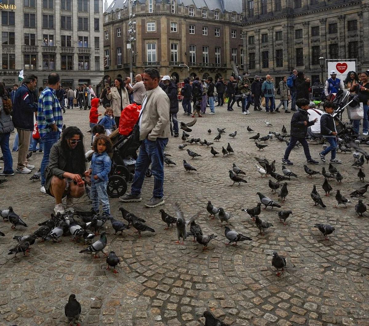 Berdasarkan penelitian sebelumnya yang telah dilakukan universitas Utrecht mencatat pada 2021 bahwa Amsterdam berada di puncak daftar dengan 190 merpati per kilometer persegi, diikuti oleh Rotterdam dengan 85 merpati untuk setiap satu kilometer persegi wi