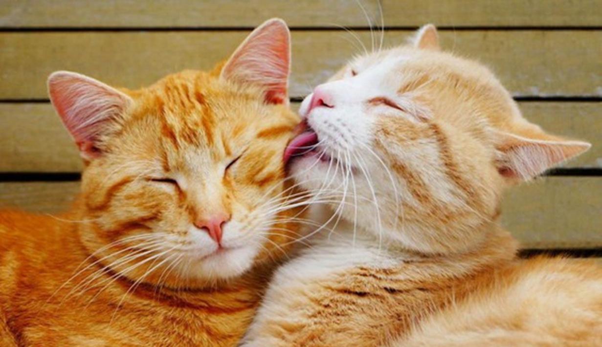 Gambar Kucing Romantis Koleksi Gambar Hd