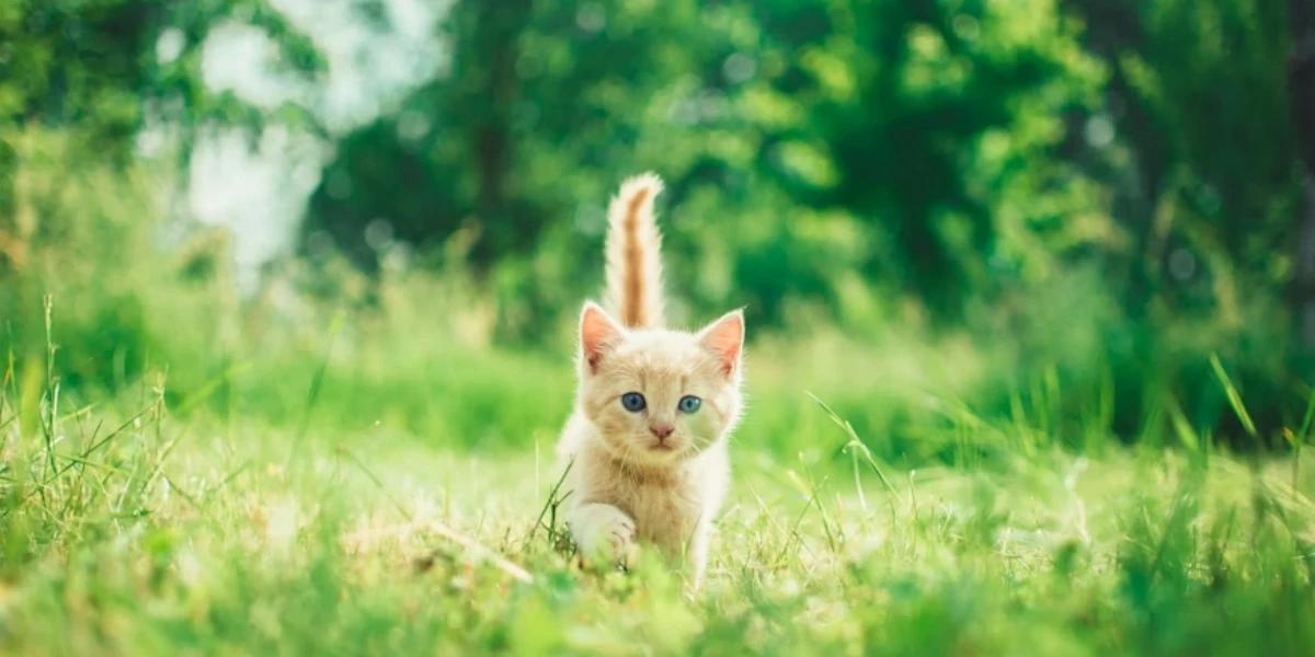 Ilustrasi Anak Kucing