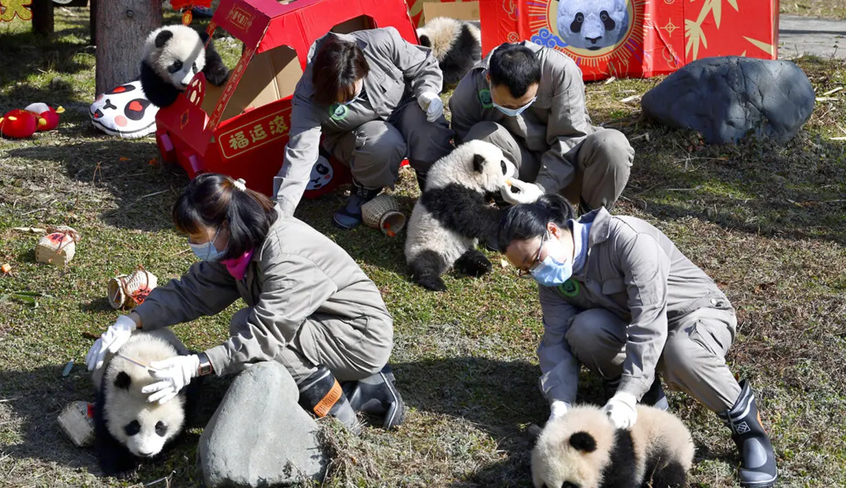 Para peneliti memegang sejumlah bayi panda yang lahir selama tahun 2020 di Pusat Penelitian dan Konservasi China untuk Panda Raksasa di Cagar Alam Wolong, Provinsi Sichuan, China, 3 Februari 2021. Sepuluh bayi panda memulai debutnya menjelang Imlek di Cagar Alam Wolong. (Chinatopix via AP)