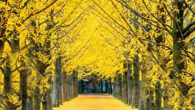 Menikmati Liburan Musim Gugur Korea Bawah Air di Jakarta Aquarium & Safari