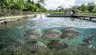 Cara Mencegah Jamur pada Ikan Nila, Tips Sederhana yang Berdampak Besar