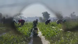 Petani Mesir terlihat melalui lubang jaring saat mereka memetik stroberi di sebuah ladang di Toukh, di luar Kairo, Rabu (18/1/2023). Mesir telah memasuki musim panen stroberi musim dingin. (AP Photo/Amr Nabil)