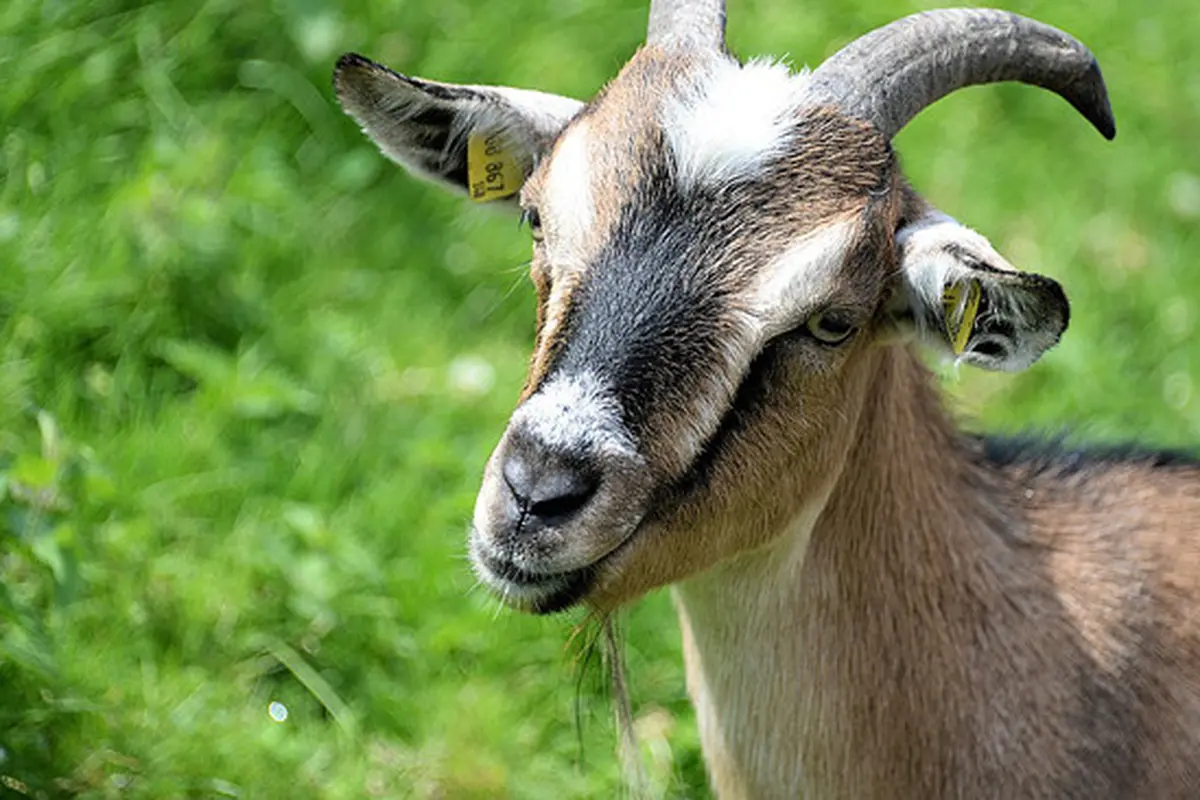 Terjungkal Saat Beradu dengan Kambing, Aksi Remaja Ini Viral