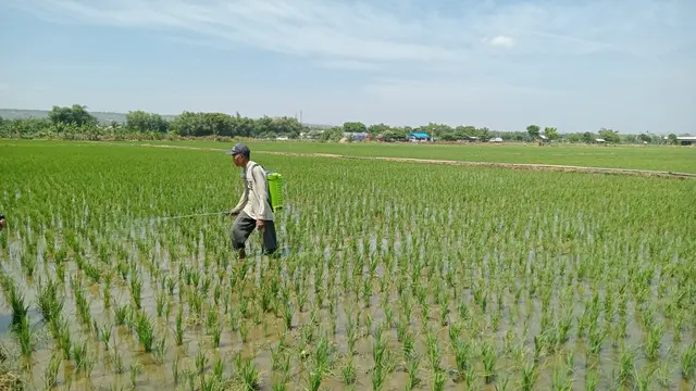 Petani Tuban kesulitan membeli pupuk subsidi karena stok langka. (Istimewa)