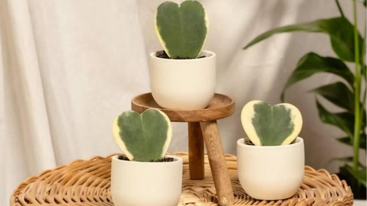 Hoya Kerrii/Photo by feey on Unsplash