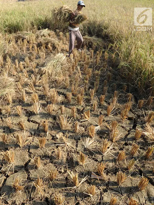 Petani menyelamatkan tanaman padinya dari kegagalan panen akibat musim kemarau di Ridogalih, Cibarusah, Bekasi, Minggu (7/7/2019). Ratusan hektare sawah gagal panen di wilayah Bekasi hingga membuat para petani merugi sampai miliaran rupiah. (merdeka.com/Arie Basuki)