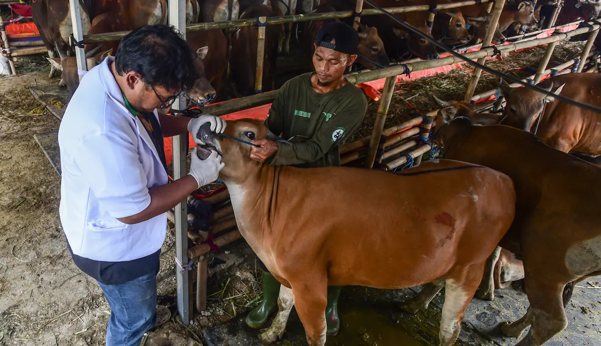 Dokter melakukan pemeriksaan kesehatan pada mulut hewan kurban di kandang CV Puput Bersaudara, Rangkapan Jaya, Depok, Kamis (8/5/2025). (merdeka.com/Arie Basuki)