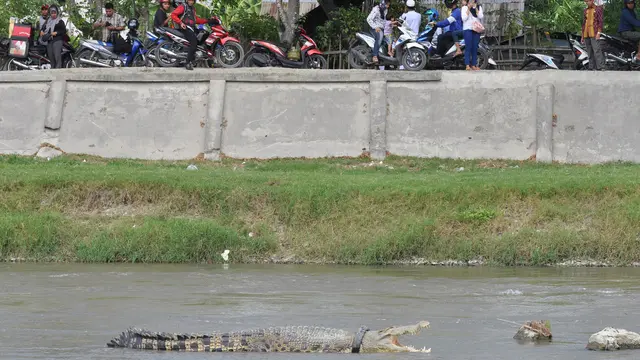 Kisah Nahas Buaya Berkalung Ban yang Sering Hebohkan Warga Palu