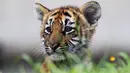 Satu dari empat harimau Bengal yang lahir di Guadalajara Zoo, negara bagian Jalisco, Meksiko terlihat di kebun binatang pada 5 Oktober 2021. Empat anak harimau itu lahir pada 3 Juli lalu dari Albert dan Chitara, harimau bengal di kebun binatang tersebut. (LISES RUIZ / AFP)