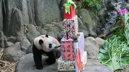 Sejak dilahirkan, panda jantan dari pasangan Kai Kai dan Jia Jia tersebut telah menarik perhatian publik. (Photo by Roslan RAHMAN / AFP)