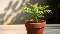 Cara Membuat Tanaman Tumbuh Subur di Pot Kecil, Ini Kunci Perawatannya