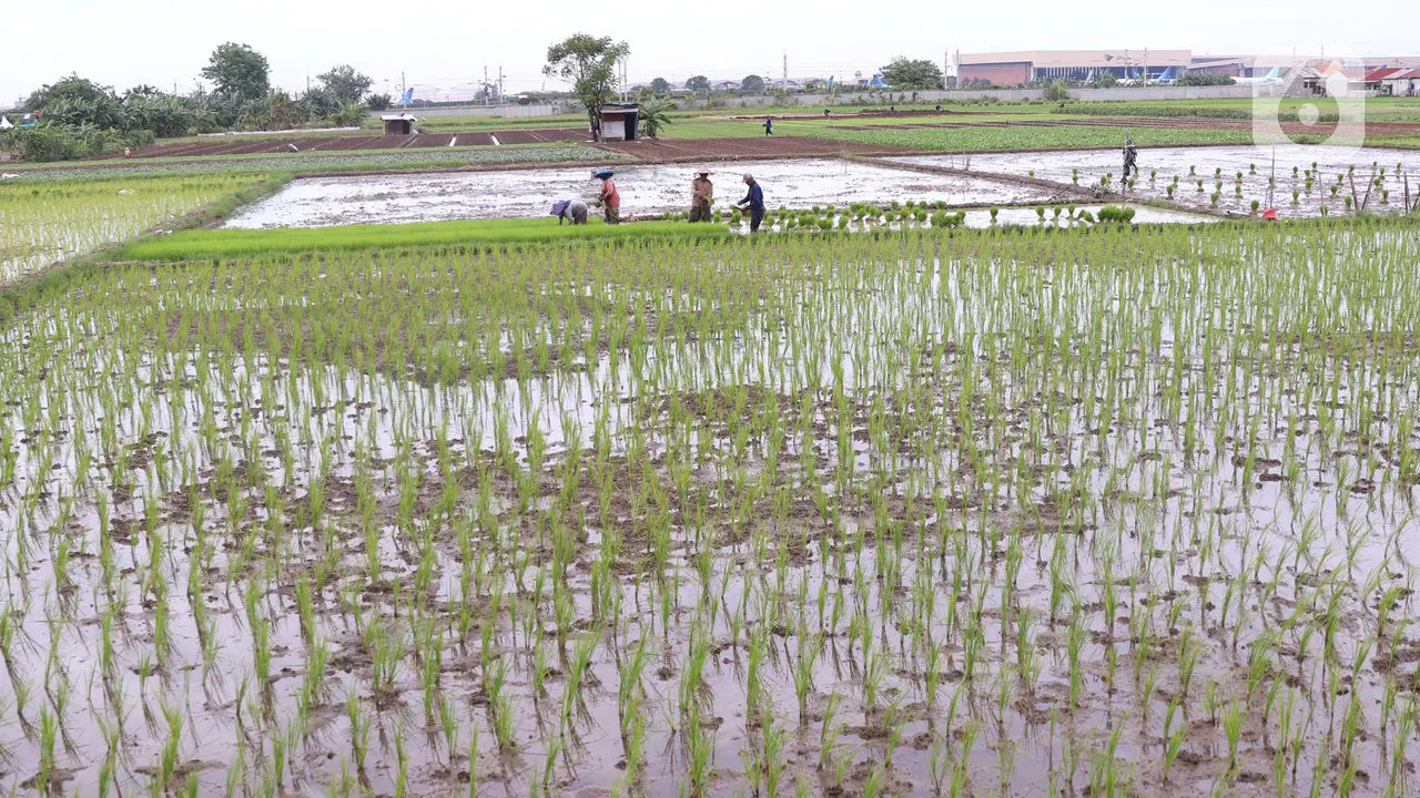 Kementan Targetkan 8,2 Juta Hektare Sawah untuk 20 Juta Ton Beras