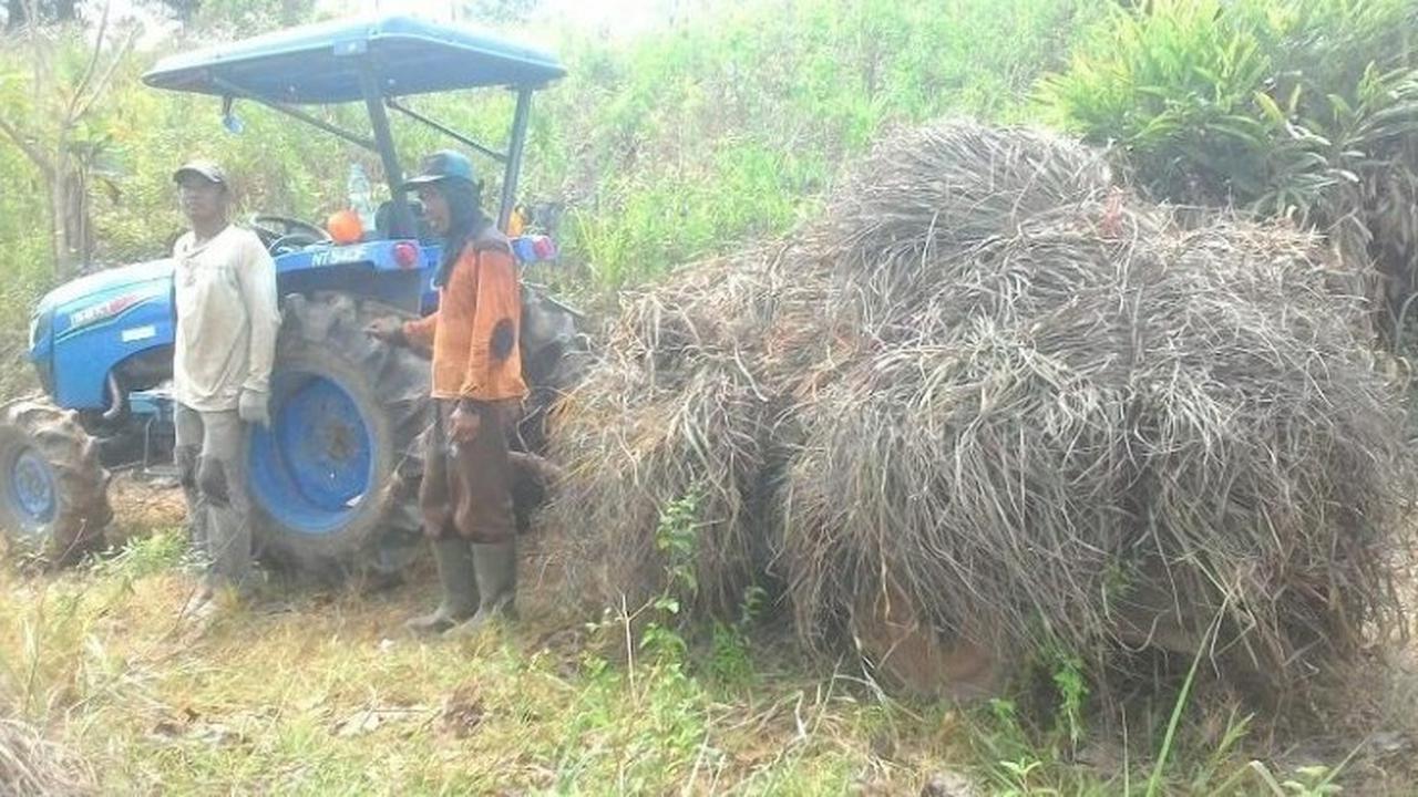 Petani Solok Bisa Jual Minyak Sereh Wangi ke Eksportir Berkat Hilirisasi